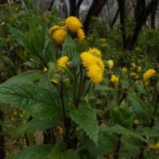 SENECIO SP